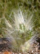 nuotrauka raudonas Vidinis augalai 