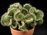 nuotrauka raudonas Vidinis augalai 