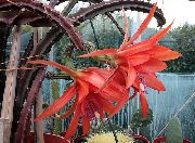 nuotrauka Saulė Kaktusas Vidinis augalai