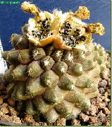 nuotrauka geltonas Vidinis augalai Copiapoa