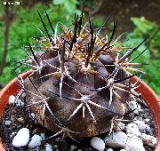 nuotrauka geltonas Vidinis augalai Copiapoa