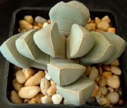     ,  ,  - lapidaria margarethae