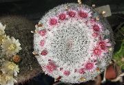 foto roze Kamerplanten Oude Dame Cactus, Mammillaria