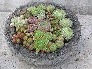 照片 粉红色 室内植物 房子韭菜