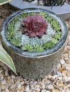 照片 粉红色 室内植物 房子韭菜