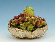 照片 粉红色 室内植物 房子韭菜