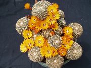      ,  ,  - Sulcorebutia arenacea 