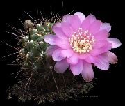      ,  ,  - Sulcorebutia steinbachii