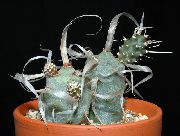      ,  ,  - Tephrocactus papyracanthus
