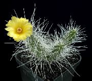      ,  ,  - Tephrocactus weberi 