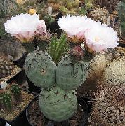      ,  ,  - Tephrocactus geometricus