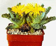     ,  ,   - Faucaria tigrina 