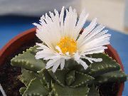     ,  ,  - Faucaria candida