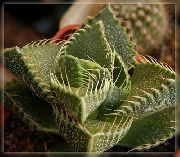     ,  ,   - Faucaria tigrina 
