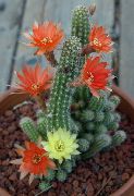fénykép piros Szobanövények Földimogyoró Kaktusz