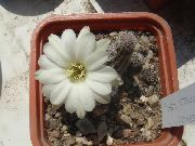      ,  ,  - Chamaecereus