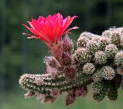 fénykép rózsaszín Szobanövények Földimogyoró Kaktusz