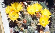 fénykép sárga Szobanövények Földimogyoró Kaktusz