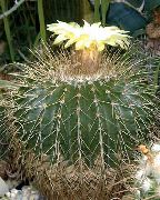 nuotrauka Eriocactus Vidinis augalai