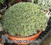 etli Abromeitiella, Kapalı bitkiler fotoğraf