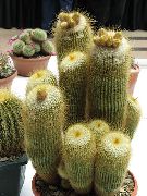 photo yellow Indoor plants Ball Cactus