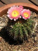 nuotrauka rožinis Vidinis augalai Nykštukas