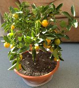 tumman-vihreä Calamondin Huonekasvit kuva