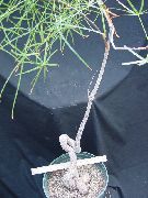 照片 绿 室内植物 Brachychiton