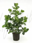 ფოტო მწვანე შიდა მცენარეები ბალზამი ვაშლის