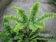 зелен Богородичен Папрат Стайни растения снимка