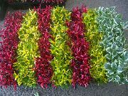 claret Alternanthera Kamerplanten foto