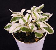 fotografie kropenatý Pokojové rostliny Alternanthera