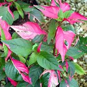 fotografie kropenatý Pokojové rostliny Alternanthera