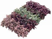      ,  ,   - Hypoestes phyllostachya