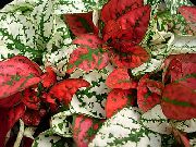      ,  ,   - Hypoestes phyllostachya