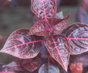 claret Bloodleaf, Kip Spiermaag, Biefstuk Fabriek Kamerplanten foto