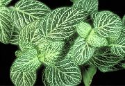 fotografie pestriț Plante de interior Fittonia, Plante Nervoase