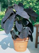 claret Colocasia, Taro, Cocoyam, Dasheen Kamerplanten foto