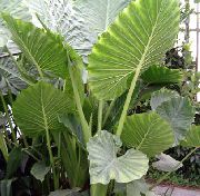 πράσινος Colocasia, Κολοκάσι, Cocoyam, Dasheen φυτά εσωτερικού χώρου φωτογραφία