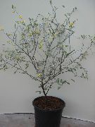  Corokia