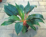 зелен Palisota Стайни растения снимка