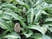      ,  ,  - Palisota pynaertii