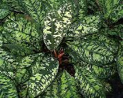 foto popurijs Telpaugi Homalomena