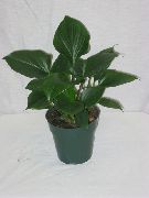 tumman-vihreä Homalomena Huonekasvit kuva