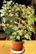 foto variegado Plantas de interior Pepper Vine, Porcelain Berry