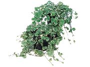 зелен Ейл Бръшлян, Област Маточина, Земята Бръшлян Стайни растения снимка