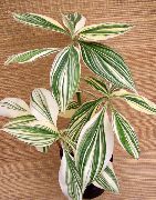 planta erbacee Campelia, Flag Mexican, Plante de interior fotografie