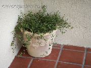 зелен Богородичен Лоза Стайни растения снимка