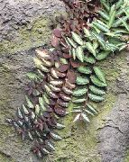 fénykép tarkabarka Szobanövények Pellonia, Záró Görögdinnye Szőlő