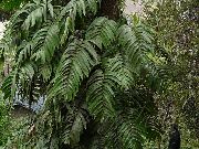 зелен Плочката За Растителна Стайни растения снимка